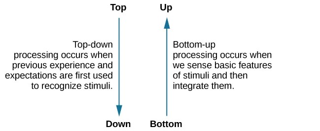 Graph showing an arrow point from top to down next to the text "top-down processing occurs when previous experience and expectations are fist used to recognize stimuli." Next to is is an arrow pointing from bottom to up next to the text "Bottom-up processing occurs when we sense basic features of stimuli and then integrate them"