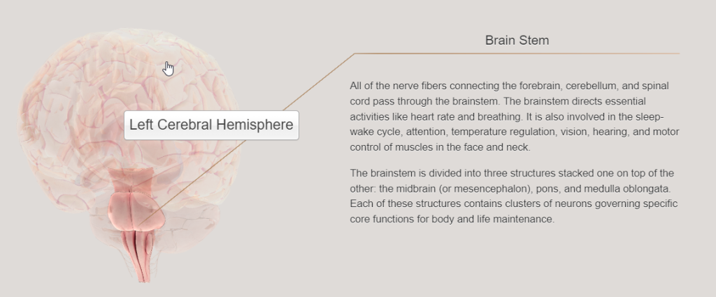 Click on this image to to to the 3D Brain interactive diagram. Text in this image reads: All the nerve fibers connecting the forebrain, cerebellum, and spinal cord pass through the brainstem. The brainstem directs essential activities like heart rate and breathing. It is also involved in the sleep-wake cycle, attention, temperature regulation, vision, hearing, and motor control of muscles in the face and neck.The brainstem is divided into three structures stacked one on top of the other: the midbrain (or mesencephalon), pons, and medulla oblongata. Each of these structures contains clusters of neurons governing specific core functions for body and life maintenance.