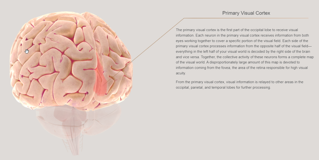 Click on this image to to to the 3D Brain interactive diagram. Text in this image reads: The primary visual cortex is the first part of the occipital lobe to receive visual information. Each neuron in the primary visual cortex receives information from both eyes working together to cover a specific portion of the visual field. Each side of the primary visual cortex processes information from the opposite half of the visual field – everything in the left half of your visual world is decoded by the right side of the brain and vice versa. Together, the collective activity of these neurons forms a complete map of the visual world. A disproportionately large amount of this map is devoted to information coming from the fovea, the area of the retina responsible for high visual acuity. From the primary visual cortex, visual information is relayed to other areas in the occipital, parietal, and temporal lobes for further processing."