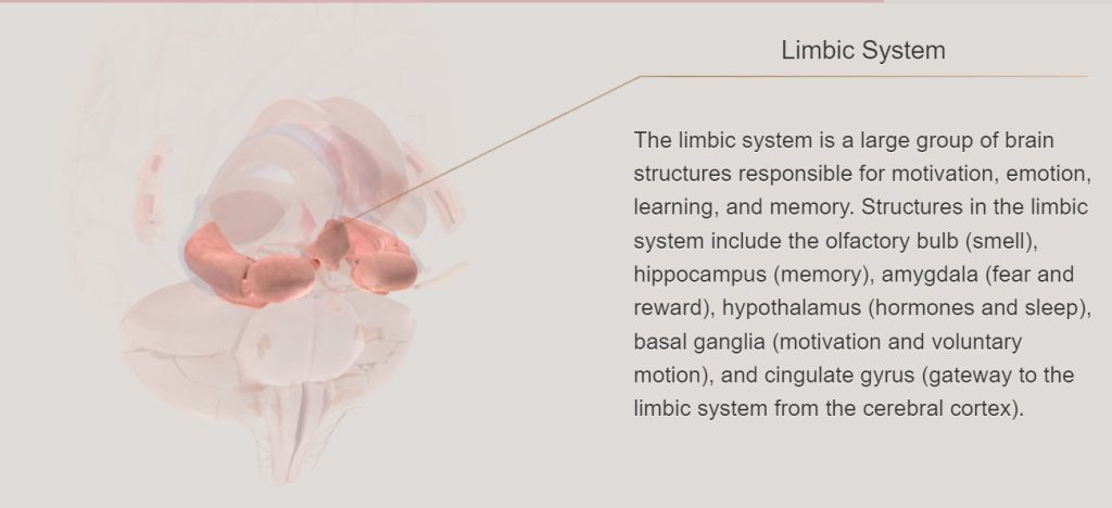 Click on this image to to to the 3D Brain interactive diagram. Text in this image reads: "The limbic system is a large group of brain structures responsible for motivation, emotion, learning, and memory. Structures in the limbic system include the olfactory bulb (smell), hippocampus (memory), amygdala (fear and reward), hypothalamus (hormones and sleep, basal ganglia (motivation and voluntary motion), and cingulate gyrus (gateway to the limbic system from the cerebral cortex)."