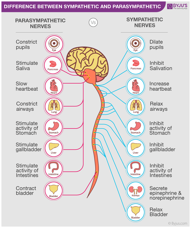 Image shows brain and brain stem left side outlines parasympathetic nerves and their responses. right side shows sympathetic nerves and their responses.