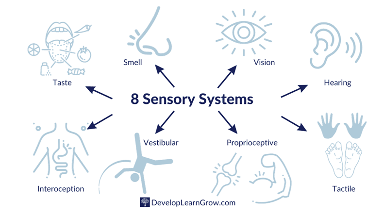 image highlights 8 sensory systems with an image related to each.