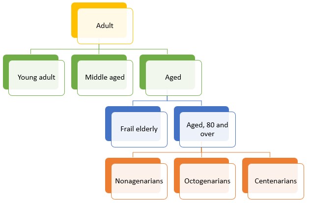 A tree diagram showing on Line 1: adult Line 2: Young adult, middle aged, aged; Line 3: coming from aged - frail elderly, aged 80 and over; Line 4 coming from aged 80 and over: nonagenarians, octogenarians, centenarians