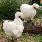 Two white, fluffy silkie hens are standing on a log